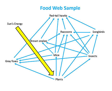 picture of food chain and food web. Food webs are complex