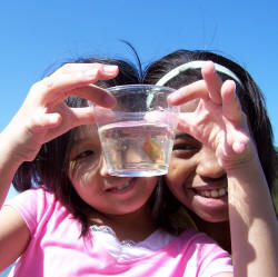 child and adult looking at a small fish in a cup of water from the Concord River