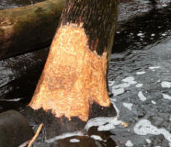 tree trunk with chewed bark