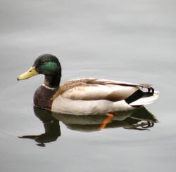 duck floating in water