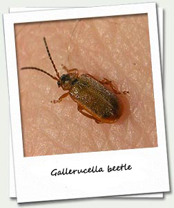 Gallerucella beetle