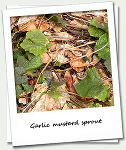 Garlic mustard