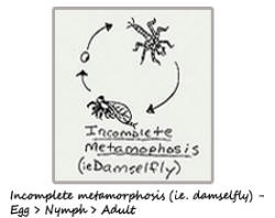 Incomplete metamorphosis (ie. damselfly) - Egg > Nymph > Adult