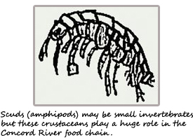 scud (amphipod)