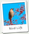 Bird Life link