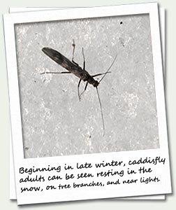 caddisfly adults can be seen resting in the snow