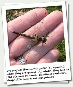 Dragonflies live in the water (as nymphs) when they are young.  As adults, they live in the air and on land.  Dragonflies are excellent predators, which eat mosquitoes!    