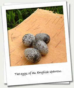 Sparrow Eggs