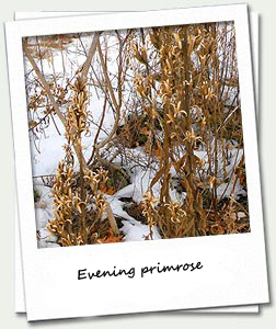 Evening primrose is a native yellow wildflower