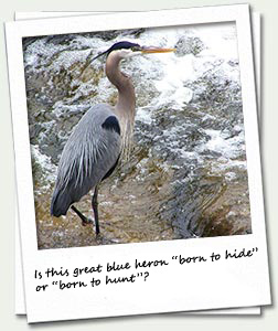 Great Blue Heron