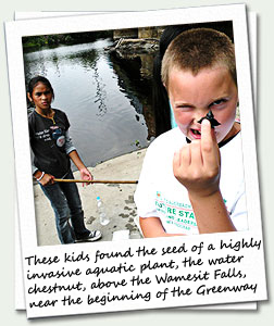 kids finding seed of water chesnut plant