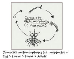 Complete metamorphosis (ie. mosquito) - Egg > Larva > Pupa > Adult