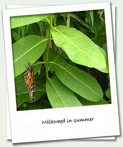 Milkweed in summer