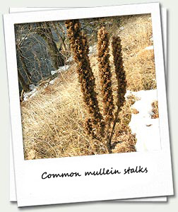 Common mullein stocks