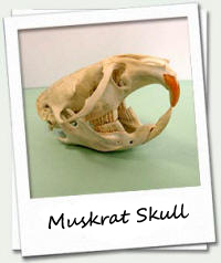 muskrat skull