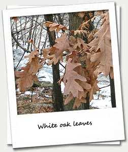 White oak trees are common along mid-sections of the Concord River Greenway