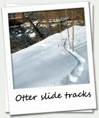 Otter Slide-Tracks