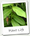 Plant Life link