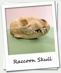 raccoon skull