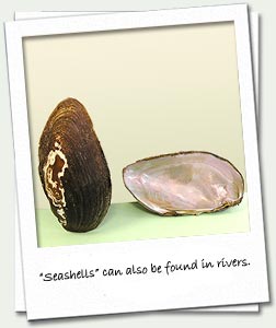 “Seashells” can also be found in rivers.  