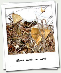 Black Shallow Wart