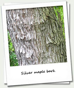 silver maple bark