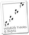 Wildlife Tracks & Signs