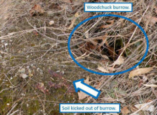 woodchuck burrow