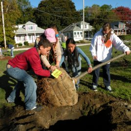 Students in LP&CT's after-school program at the Robinson School, run in partnership with Mass Audubon's Drumlin Farm Wildlife Sanctuary, planted trees at Gage Field.