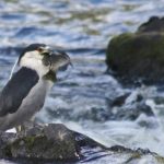 birdwatching Concord River Greenway Lowell urban land protection