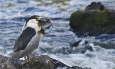 birdwatching Concord River Greenway Lowell urban land protection