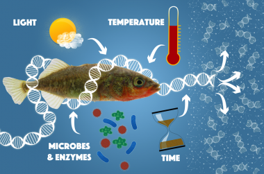 a graphic showing a sun "light" a thermometer "temperature", "microbes & enzymes pointing to dna wrapped around a fish, an hourglass "time"