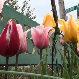 Coburn Park tulips, courtesy of Damarius Goldston
