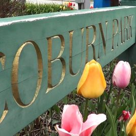 Coburn Park tulips, courtesy of Damarius Goldston