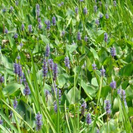 Pickerelweed, Pontederia cordata, is a summer perennial that can be found along Clay Pit Brook.  This native, edible plant produces a single stalk of violet-blue flowers 2-3 feet tall.  Leaves are heart-shaped.