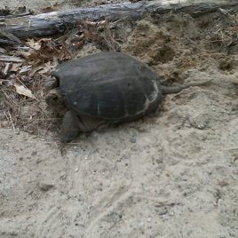 Snapping turtle nesting at West Meadow, photo courtesy of Bruce Cote