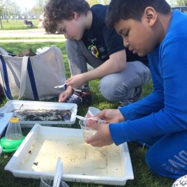 Identifying macroinvertebrates from local water sources