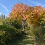 fall folliage at hawk valley farm, green path with bushes and orange trees over head