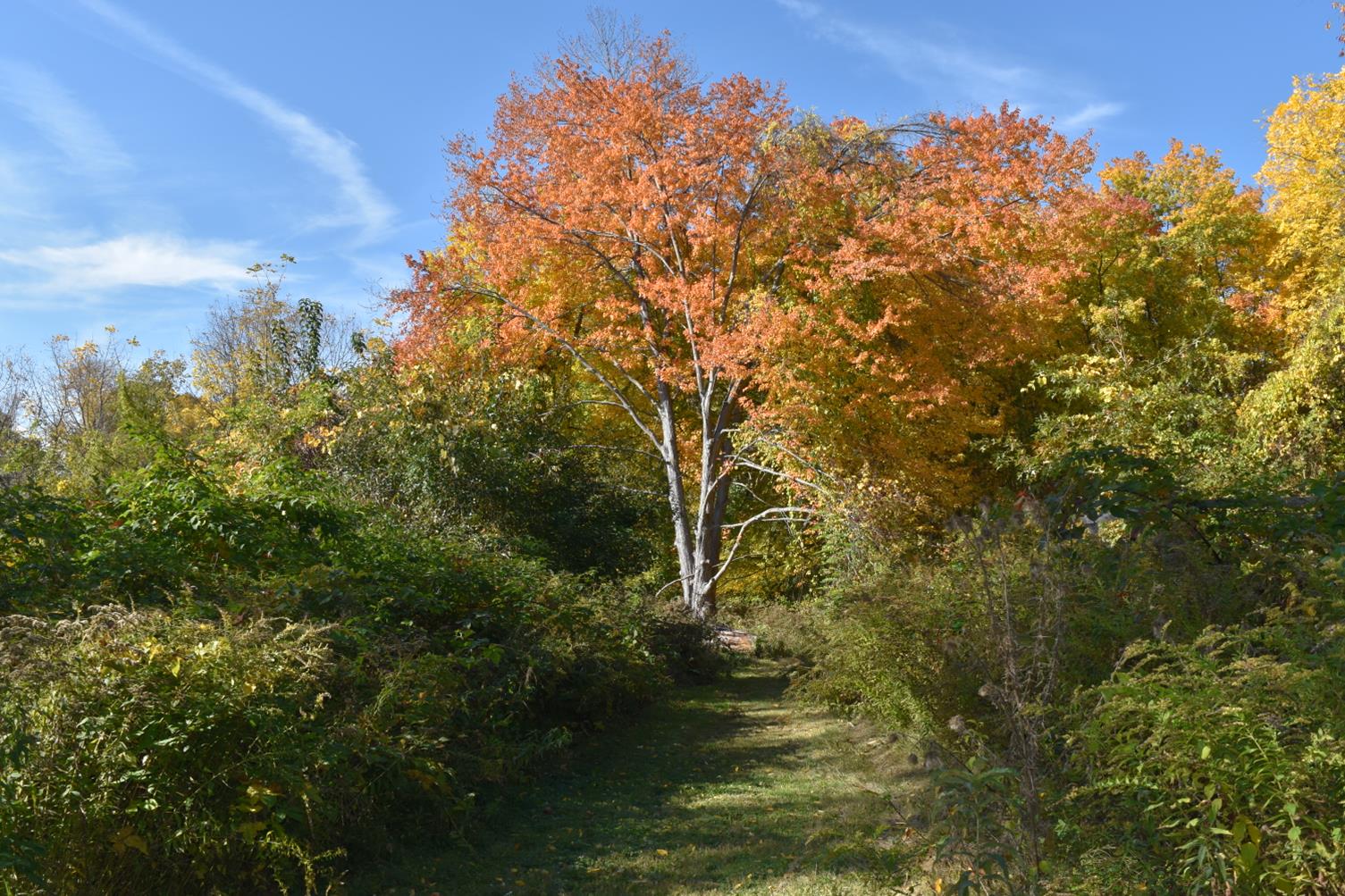 Lowell Parks Conservation Trustfall Forest Therapy Lowell Parks Conservation Trust