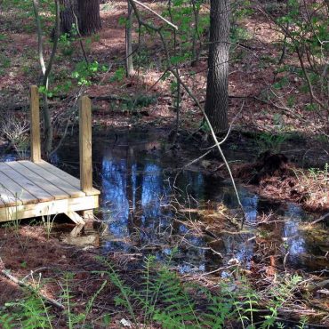 a wooden square lookout hangs slightly over a filled vernal pool, ferns and brown pine needles on the forest floor