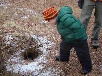 young boy in winter jacket peers into a groundhog hole in the ground, snow around hole