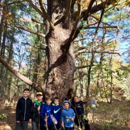 Students visiting the wolf pine trees at West Meadow conservation land.  Wolf pines are old white pines that have large lower branches, indicating they once had room to grow out. Often found at the edge of historic farm fields, wolf pines are a great way to see historic land use patterns on the landscape.