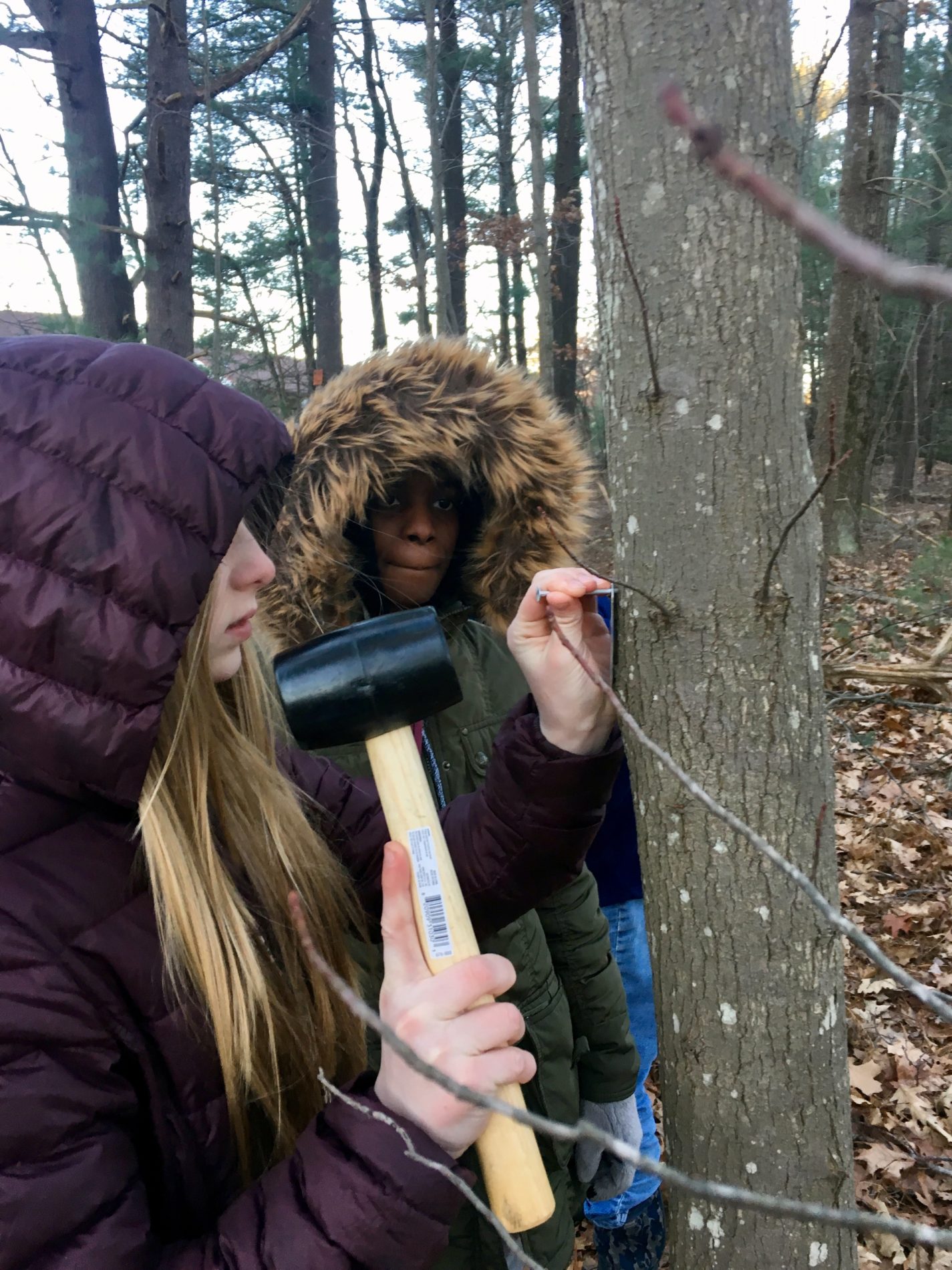 Lowell Parks & Conservation TrustChanging Forest Study at West 