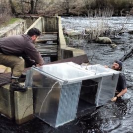 Fish weir for alewife monitoring