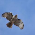 Red-tailed hawk flying against blue sky