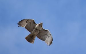 Red-tailed hawk flying against blue sky