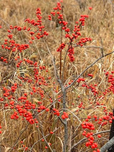 Winterberry holly red berries