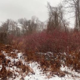 Red osier dogwood