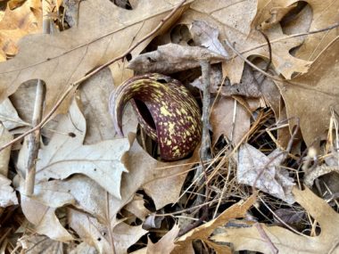 Eastern skunk cabbage in oak leaves