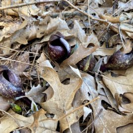 Eastern skunk cabbage flowering in March